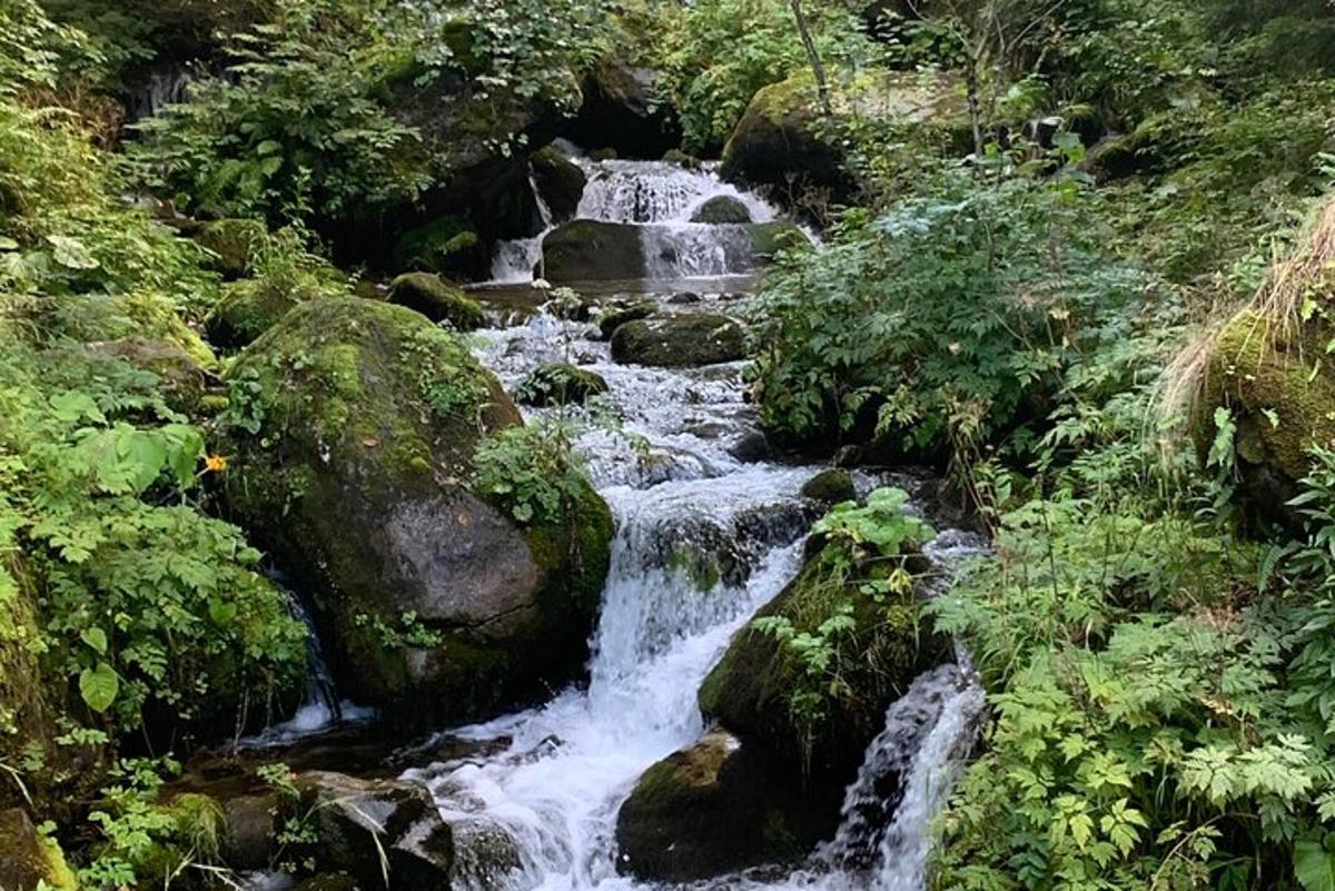 un ruscello d'acqua con rocce in una foresta