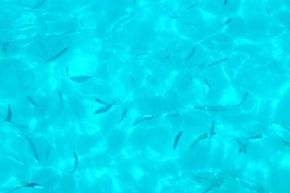 sekumpulan ikan yang berenang di dalam air