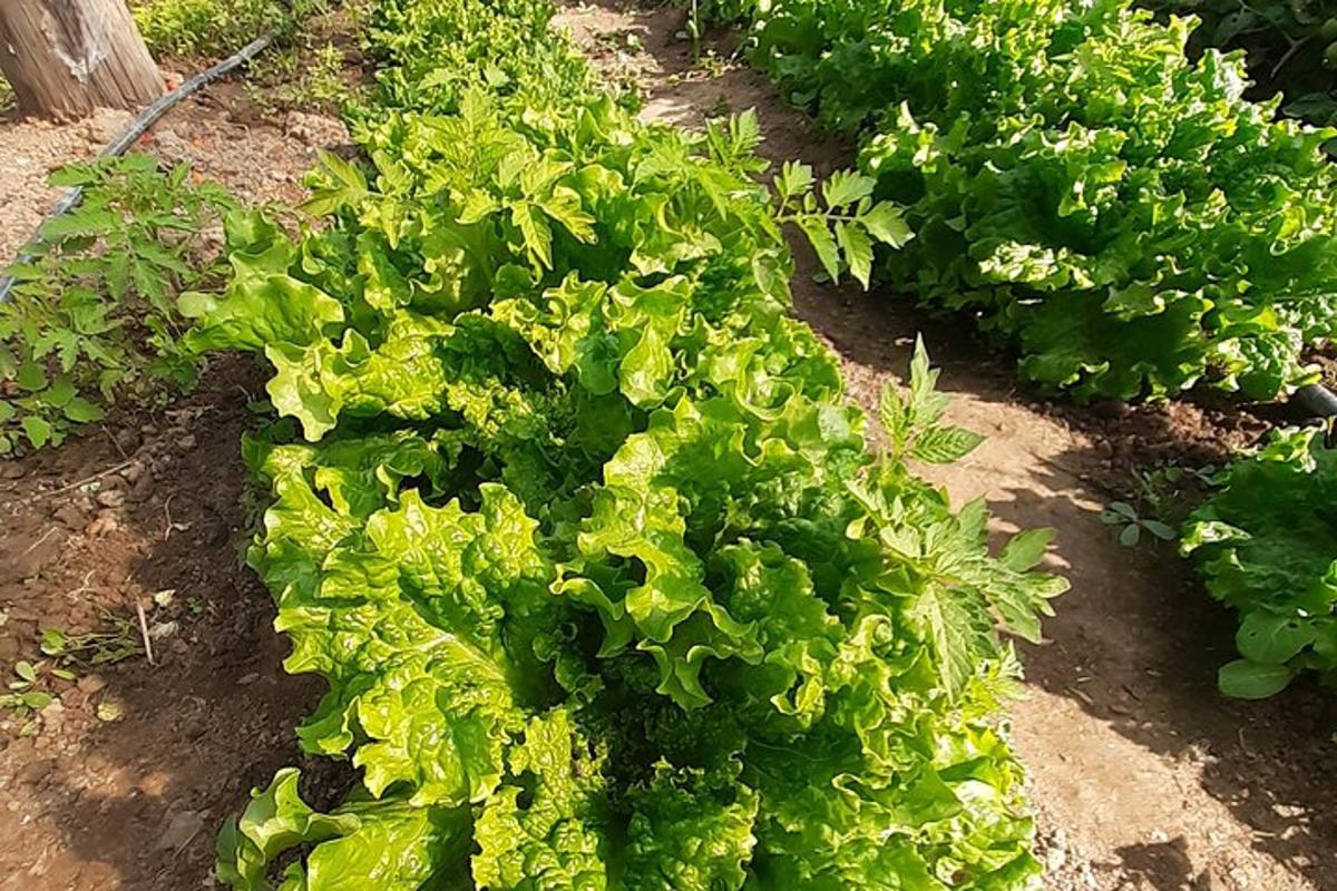 red biljaka salate u vrtu