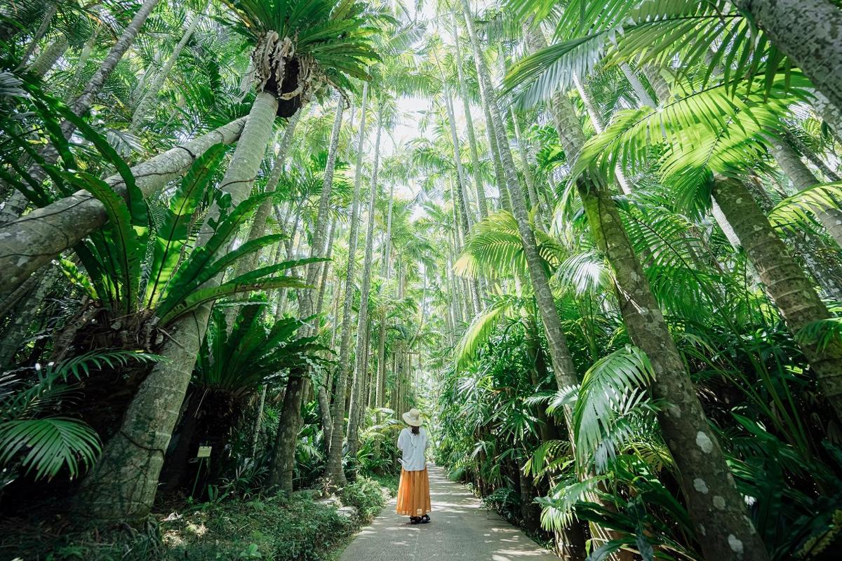 a person walking down a path in a palm forest
