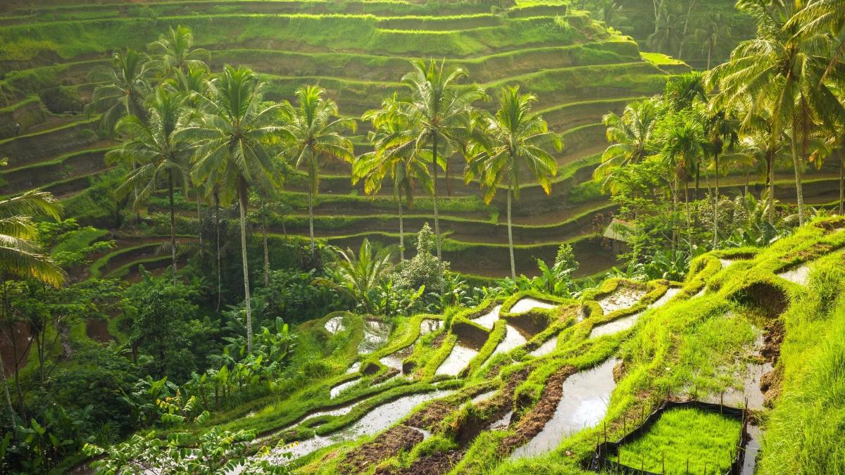 Una vista de un campo de arroz con palmeras.