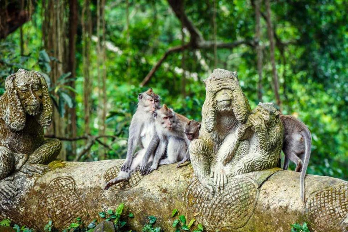 Un grupo de monos sentados en lo alto de una roca.