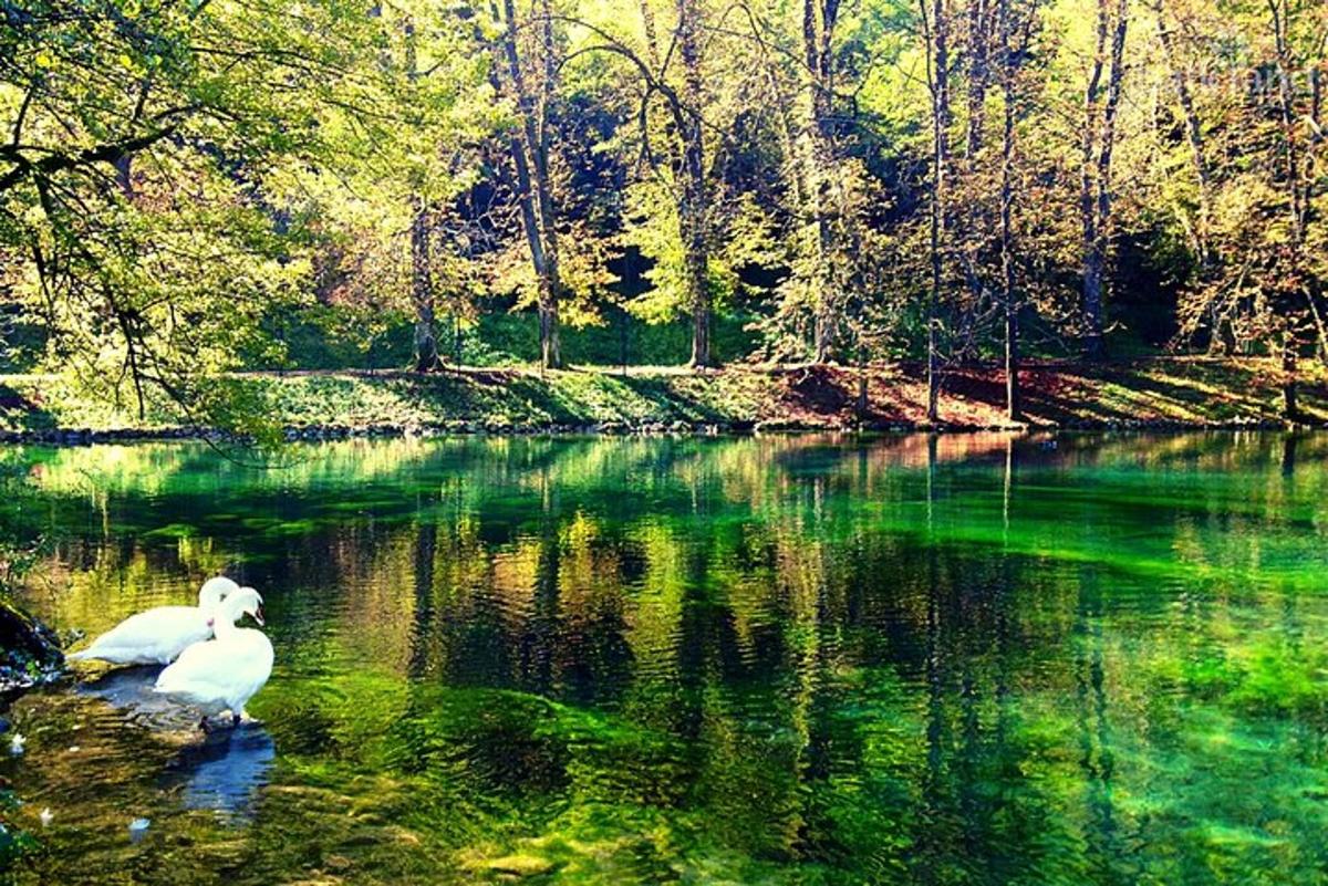 bílá labuť plave v řece se zelenou vodou