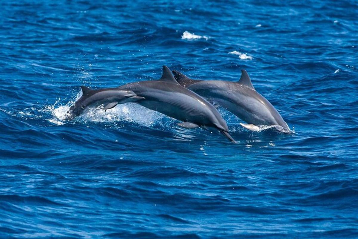 un grup de trei delfini înotând în apă