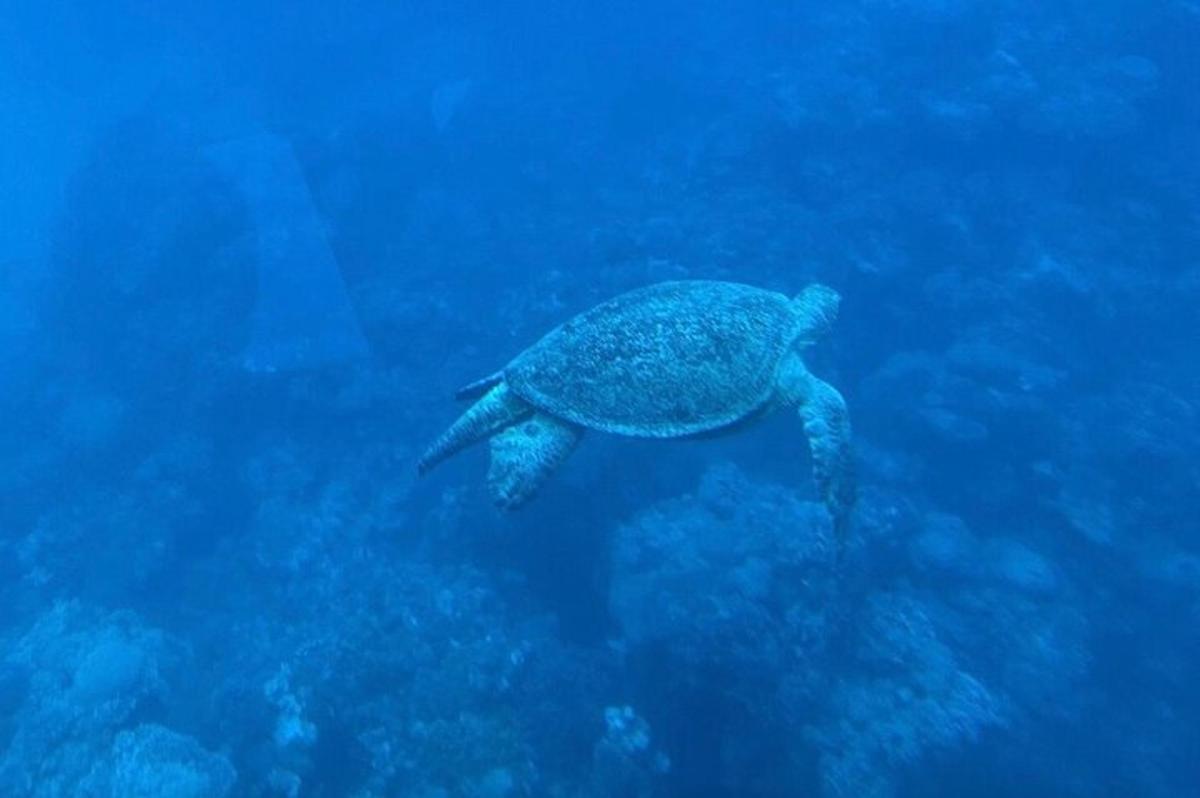 una tortuga verda nedant a l'oceà