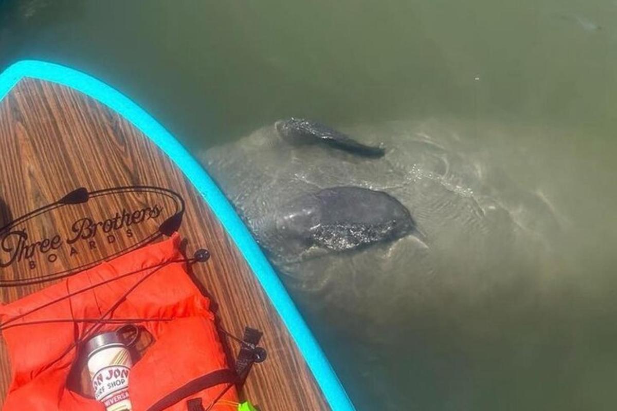 želva plave ve vodě vedle surfového prkna