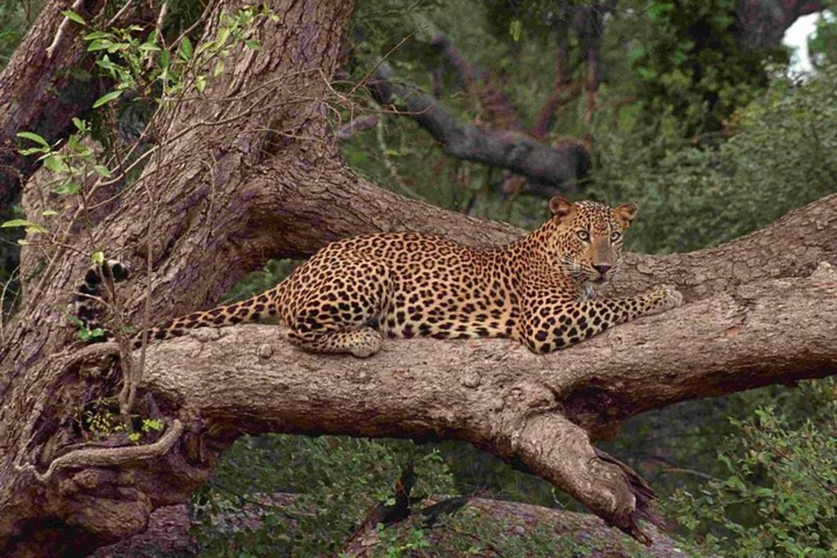 leopard lamab puuoksal