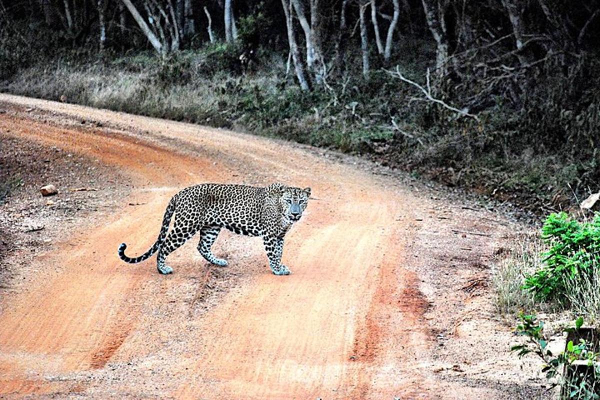 leopard kõnnib üle kruusatee