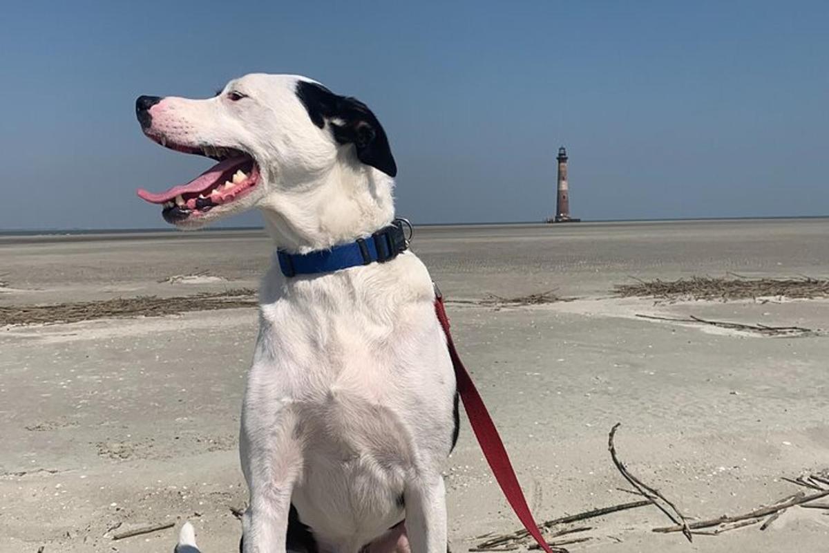 a white dog sitting on the beach with a red leash