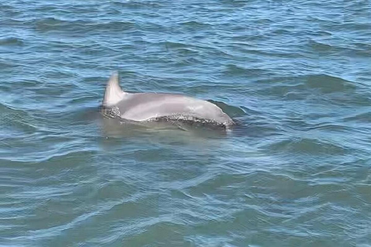 a dolphin swimming in a body of water