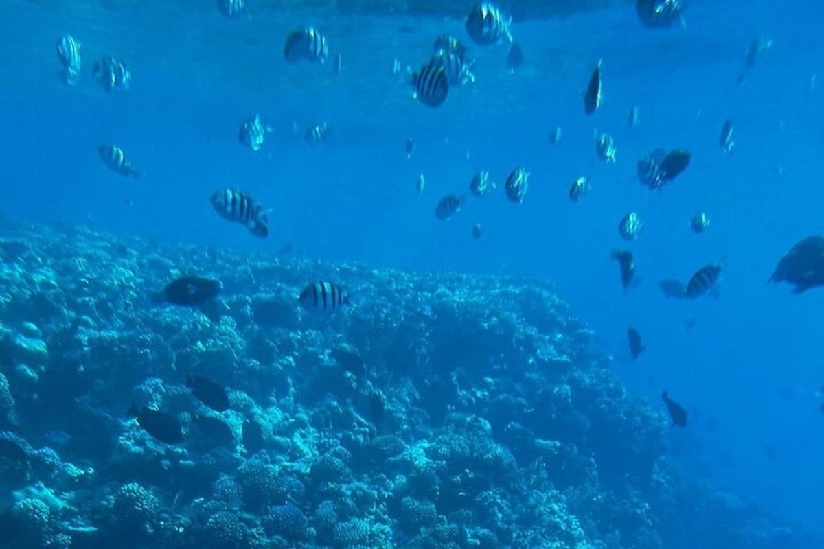 un grupo de peces nadando en el océano