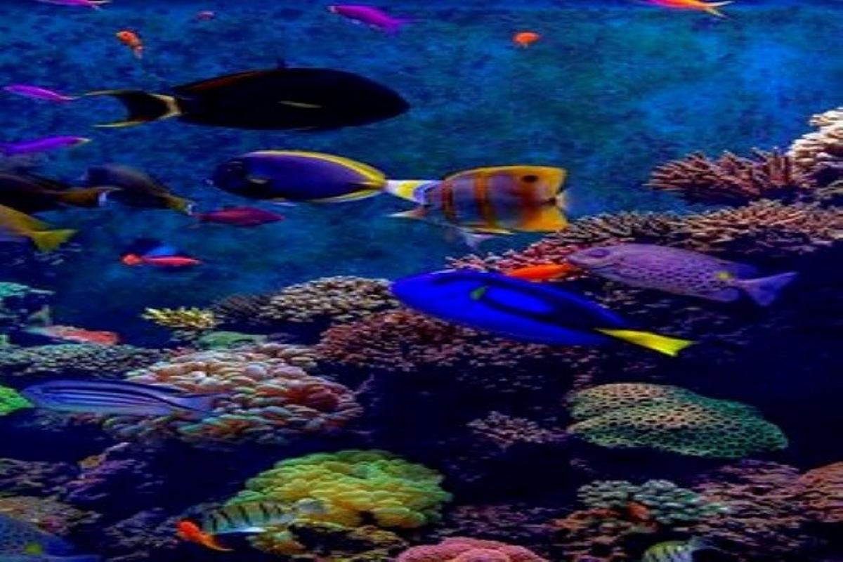 an aquarium filled with lots of colorful fish