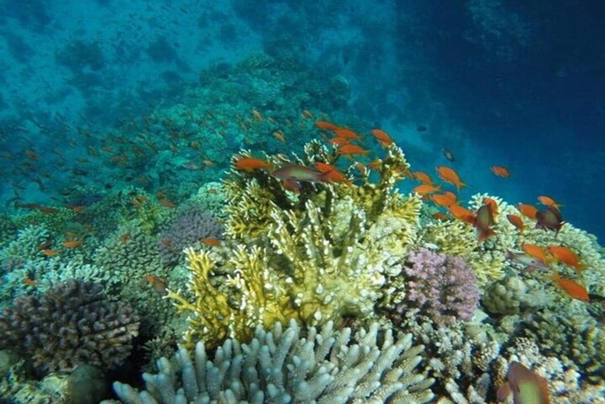 una barriera corallina con pesci nell'oceano