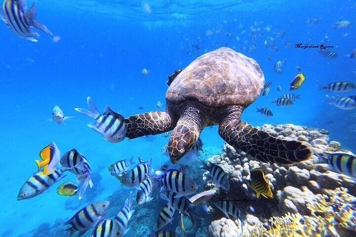 una tortuga nedant sobre un escull de corall amb peixos