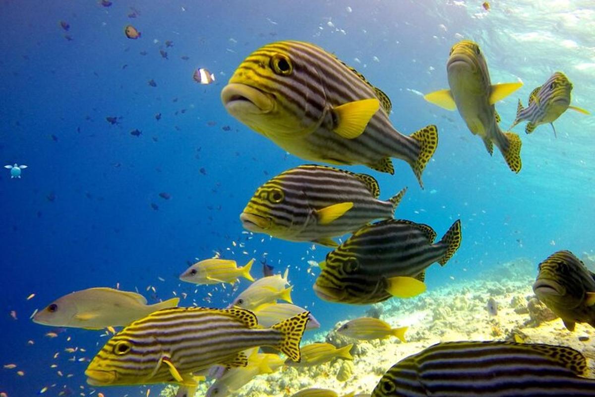 a group of fish swimming in the ocean