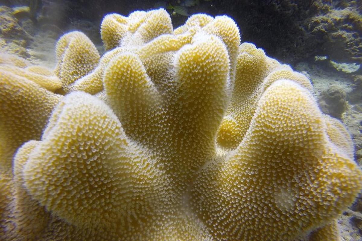 a close up of a yellow coral in an aquarium