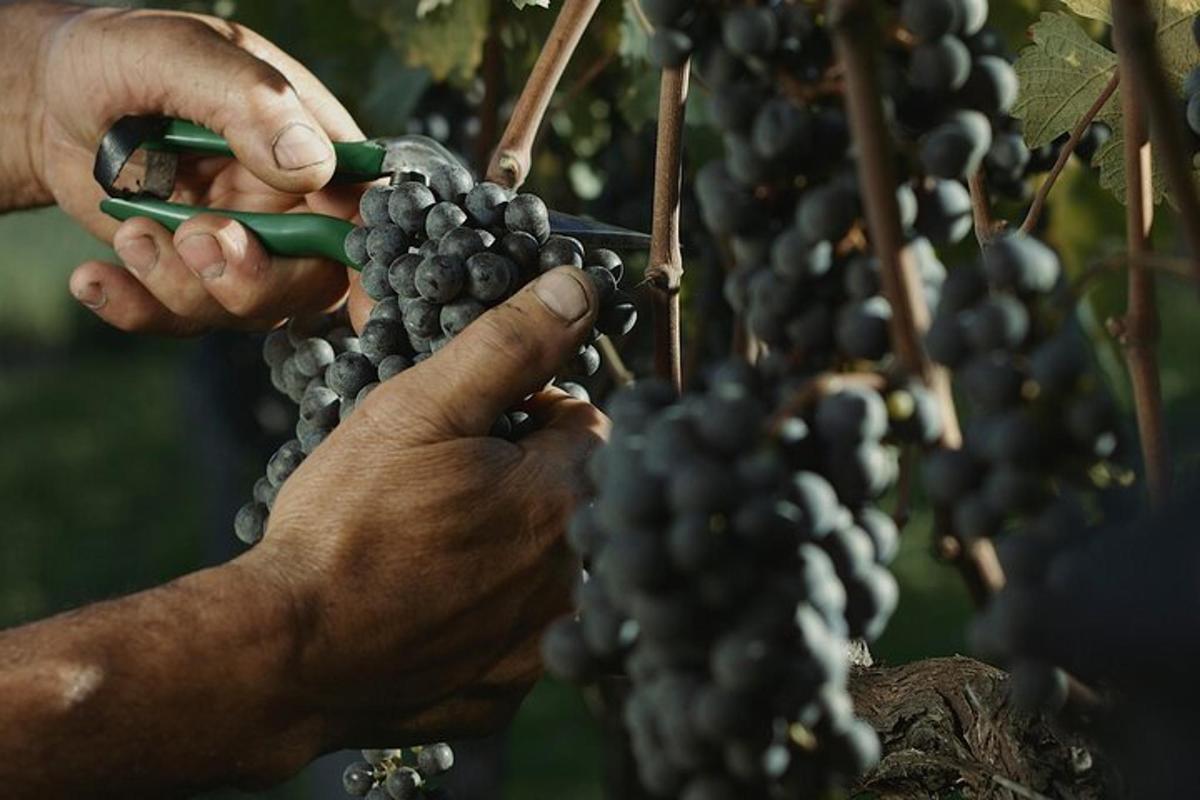 a person holding a bunch of grapes on a vine