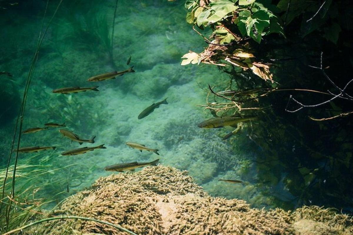 a group of fish swimming in a body of water