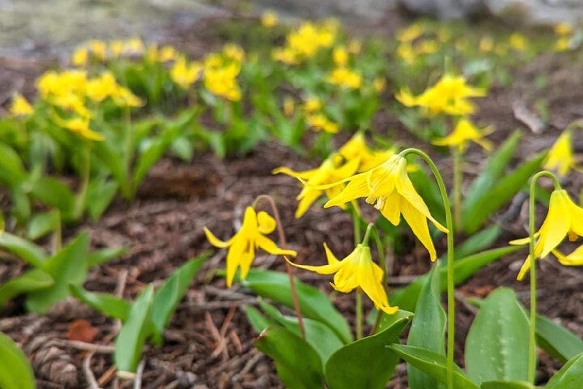 a group of yellow flowers in a garden
