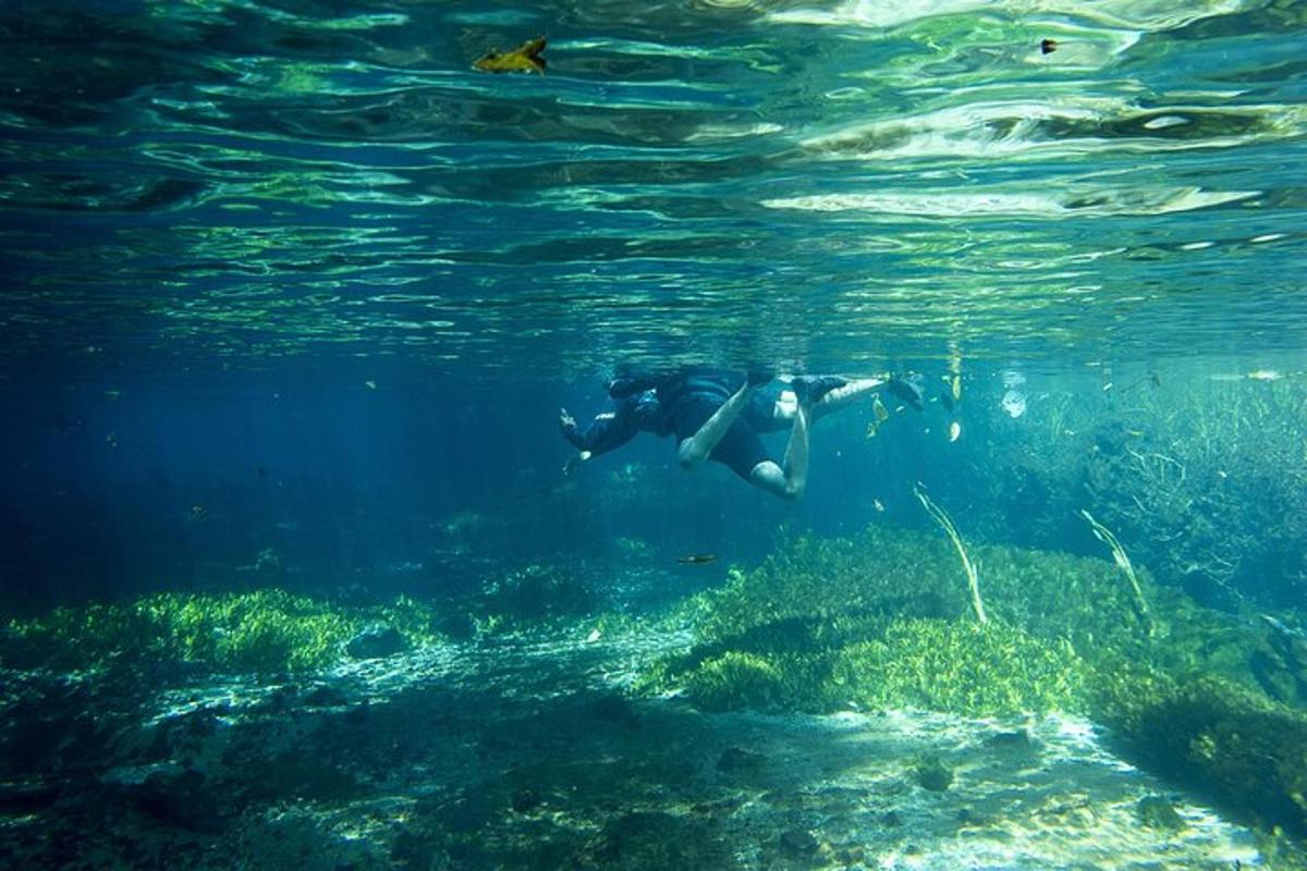a person is swimming in the water