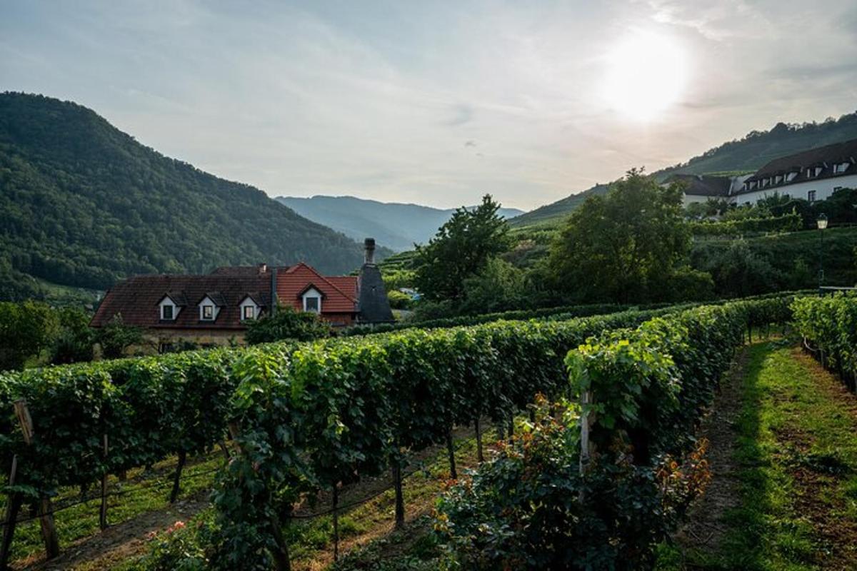 vinograd s hišo in šopkom trt