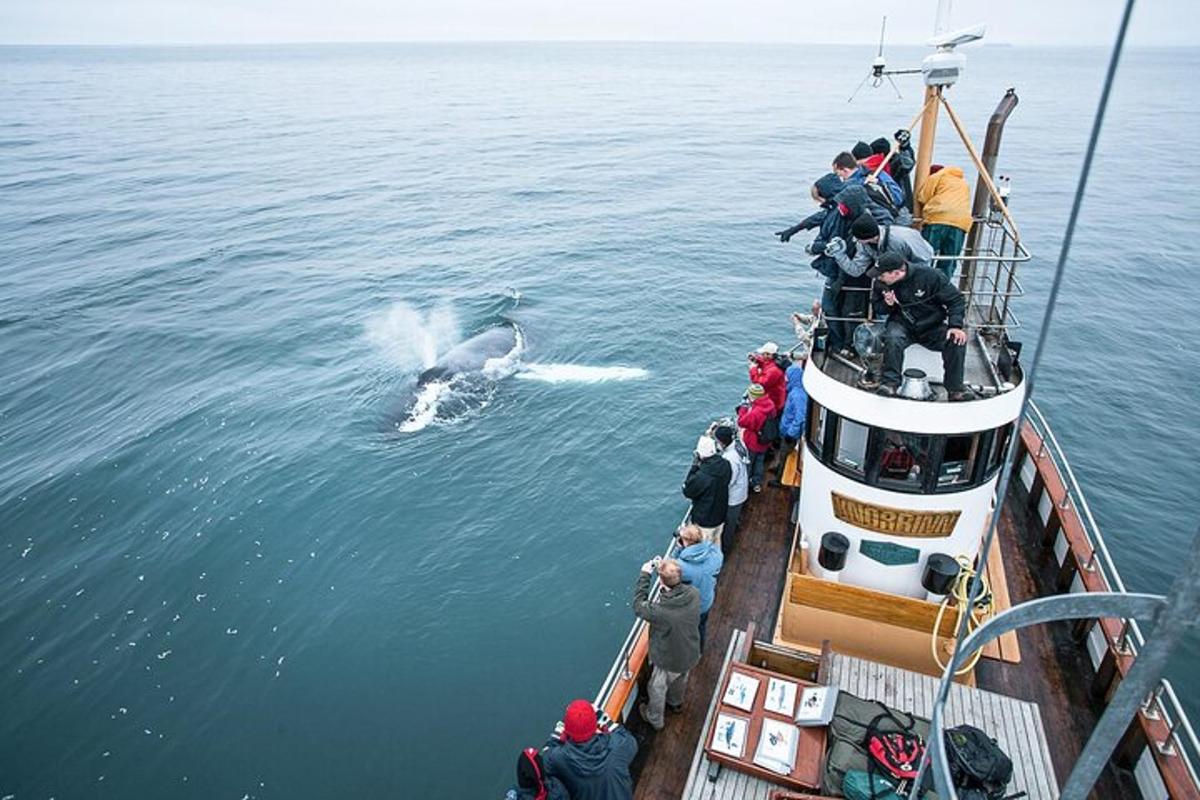 a group of people on a boat looking at a dolphin