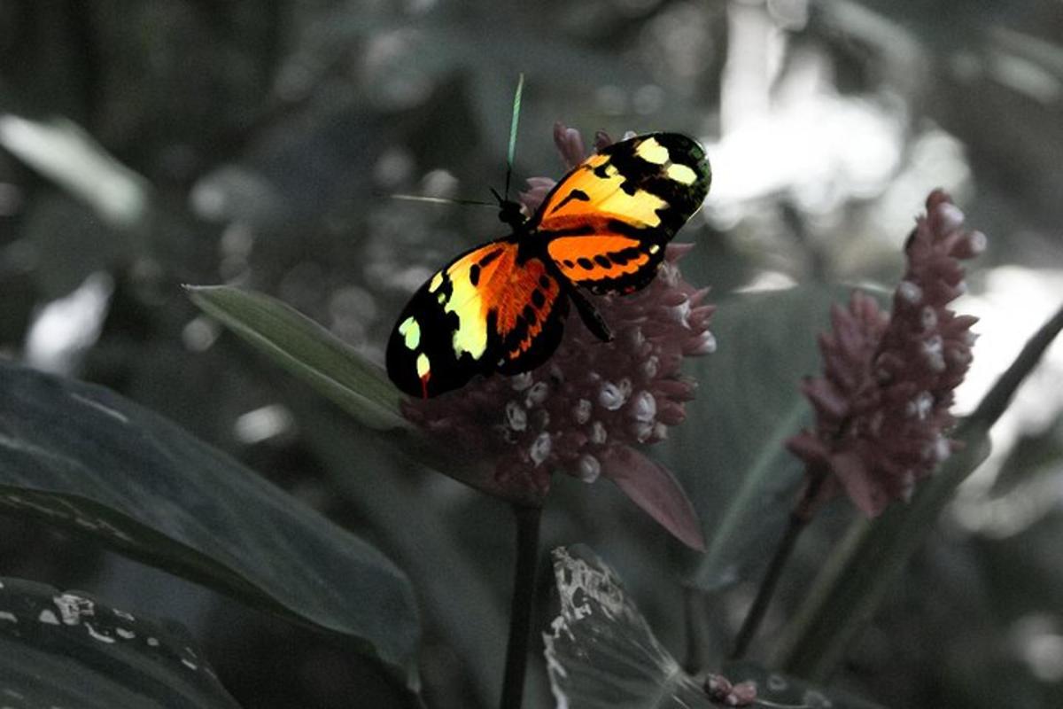una farfalla è seduta in cima a un fiore
