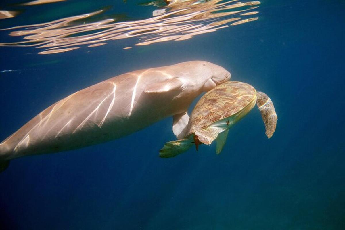 Una tortuga verde nadando junto a una tortuga en el agua.
