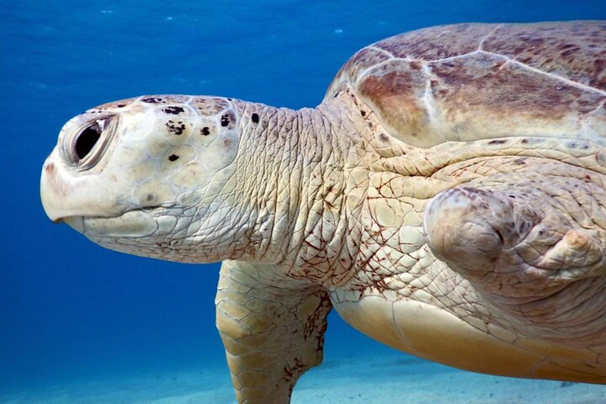 Un primer plano de una tortuga en el agua.
