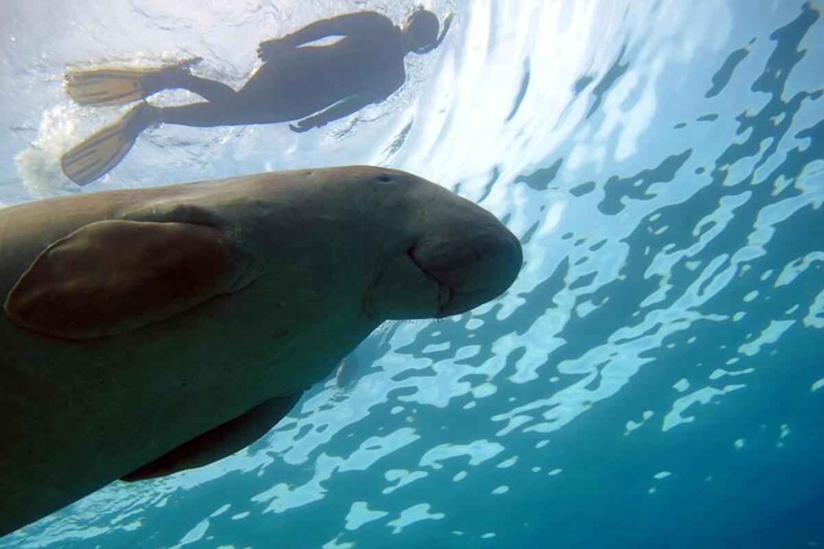 Una foca en el agua con una persona al fondo