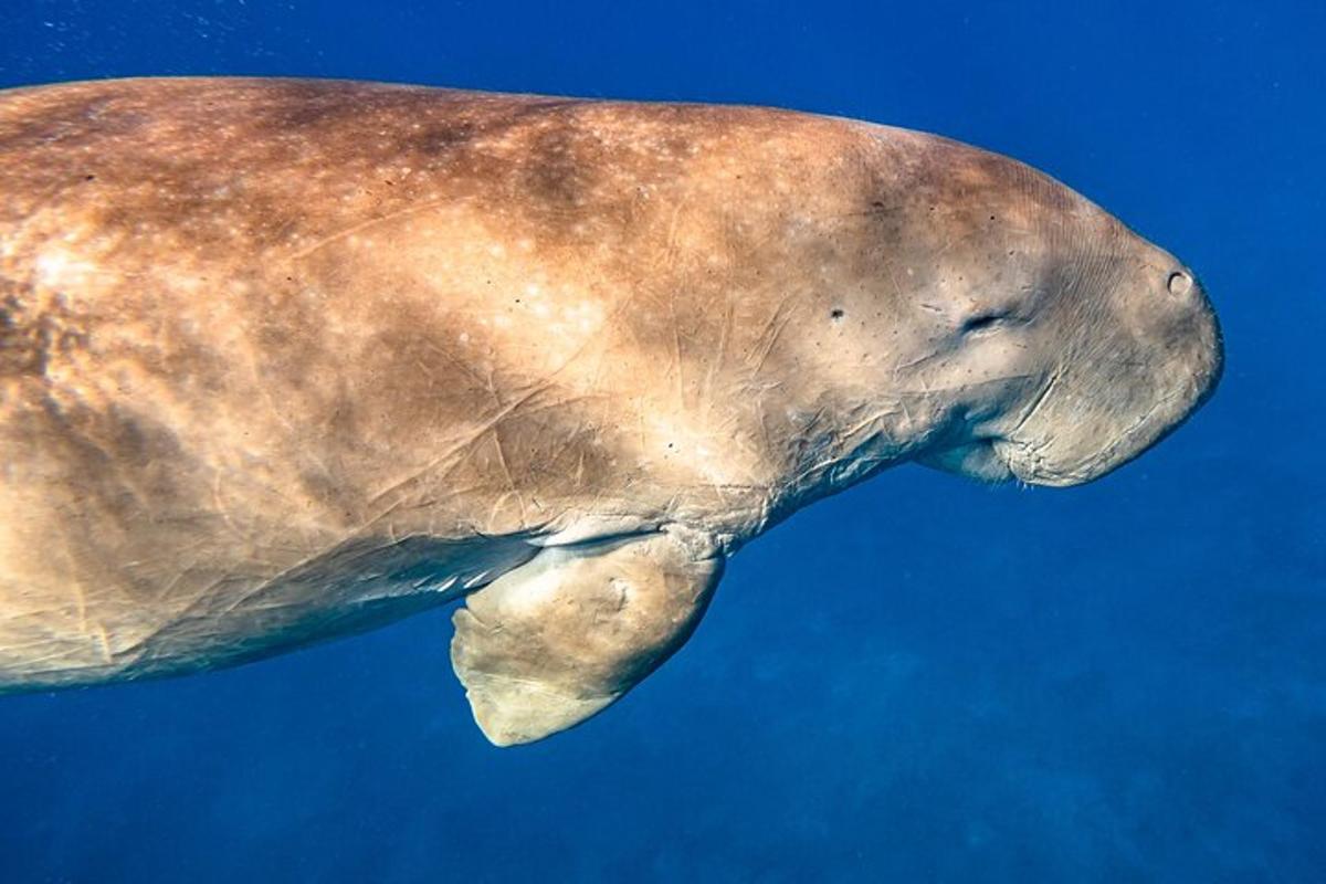 a close up of a dolphin swimming in the water