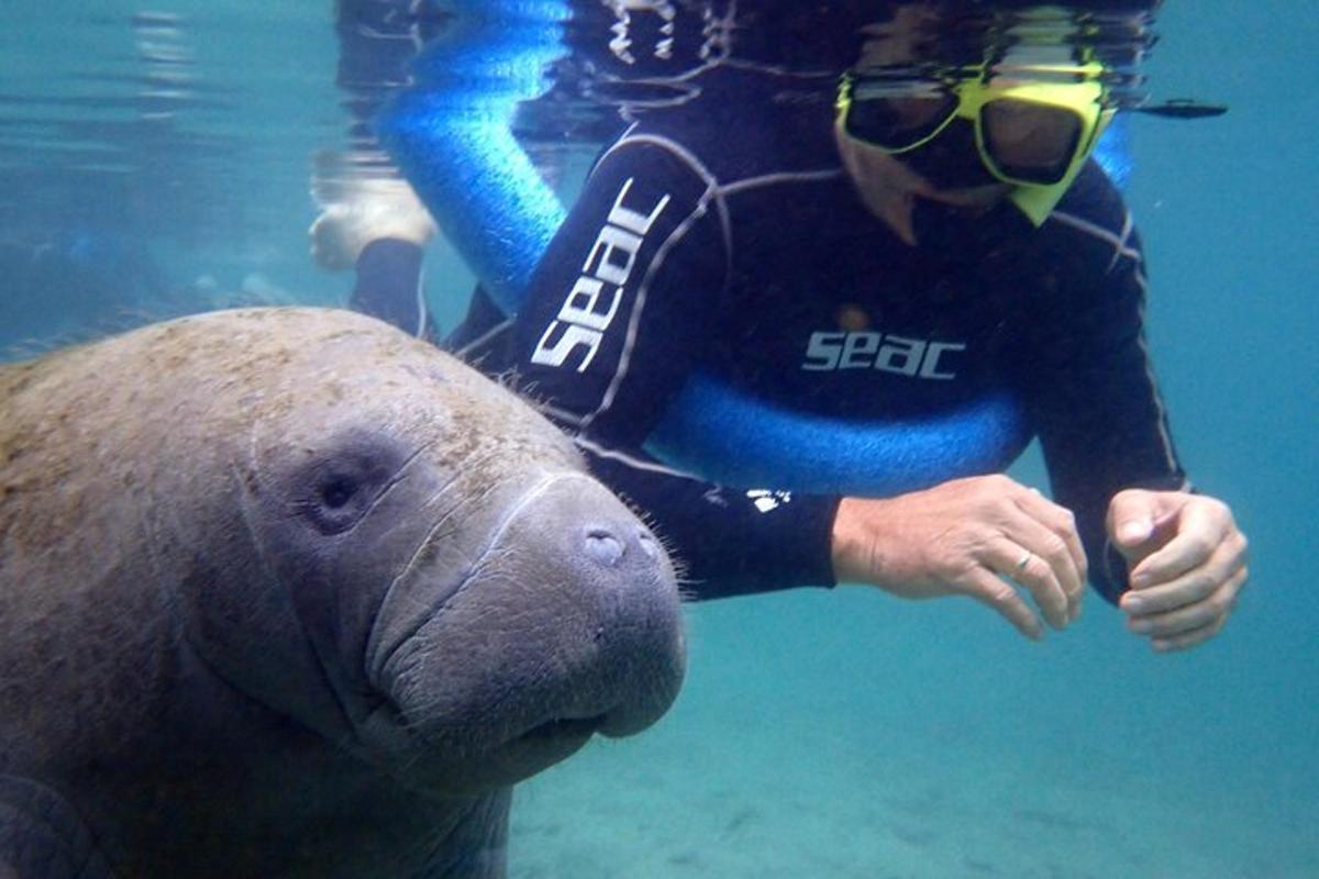 a man in a wetsuit standing next to a seal