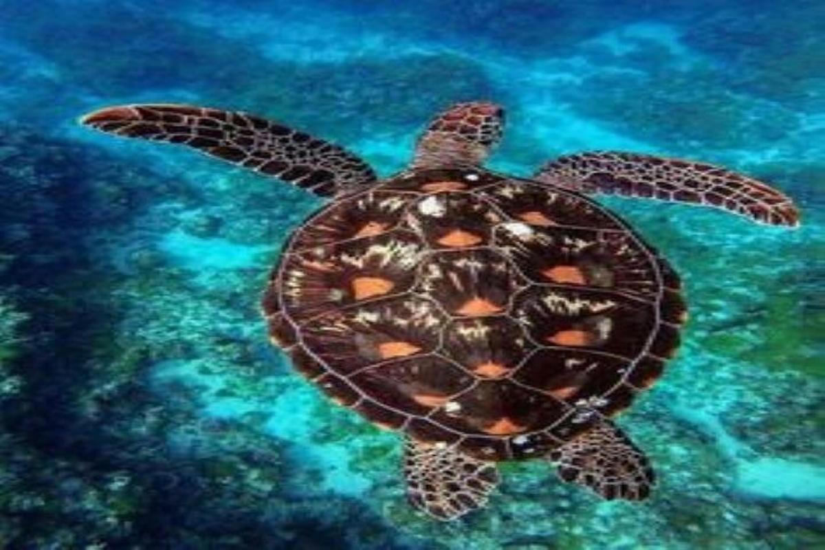 isang green sea turtle na lumalangoy sa tubig