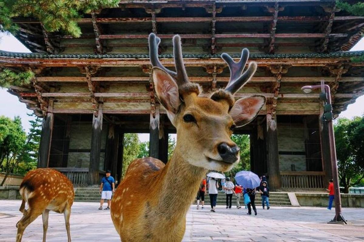 un cervo finto in piedi davanti a un edificio