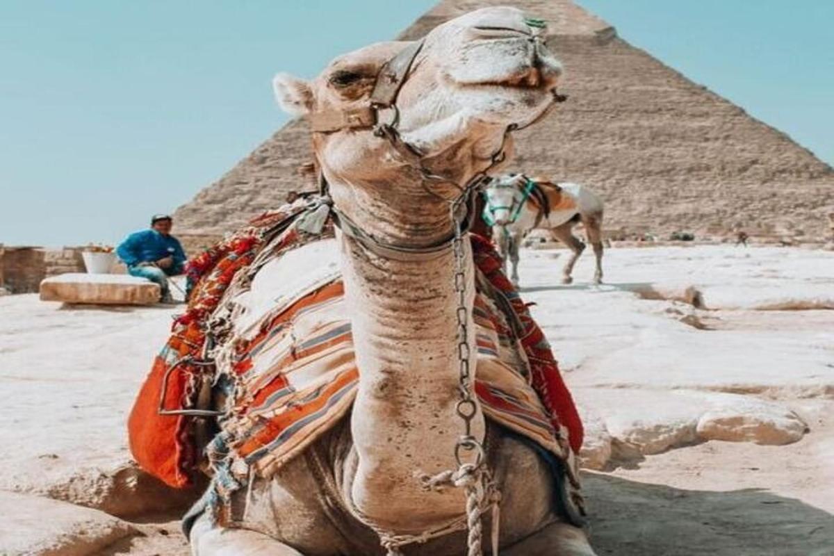 un camello sentado frente a las pirámides