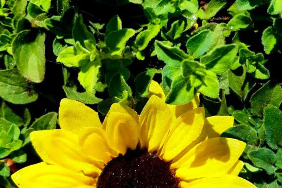 a yellow sunflower with green leaves in the background