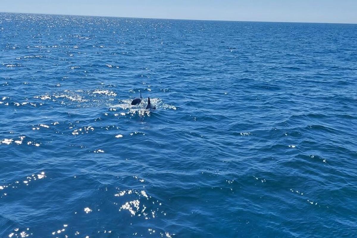 un cane che nuota nell'acqua dell'oceano