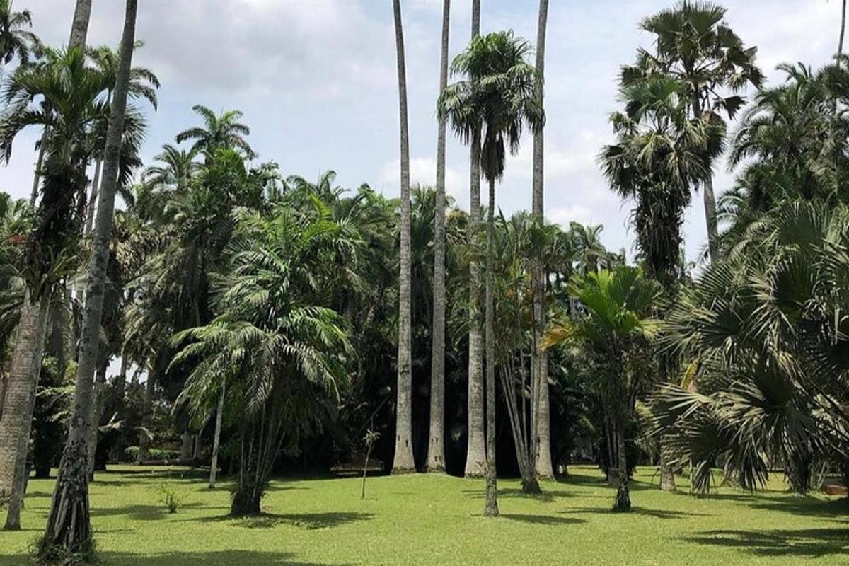 skupina palm na travnatem polju