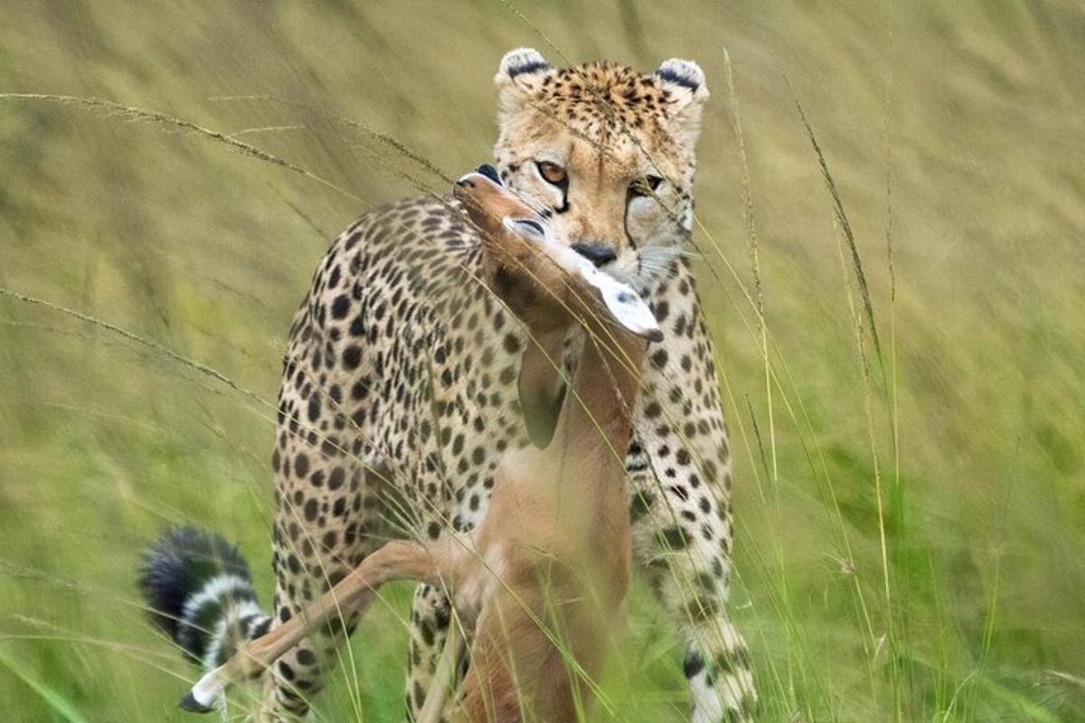 gepard stojící na poli s větví v tlamě