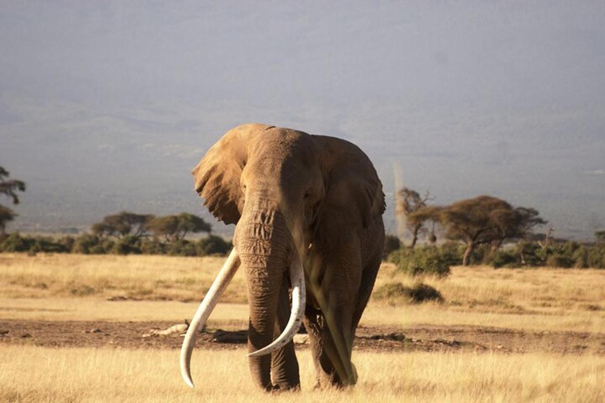 an elephant with long tusks walking through a field
