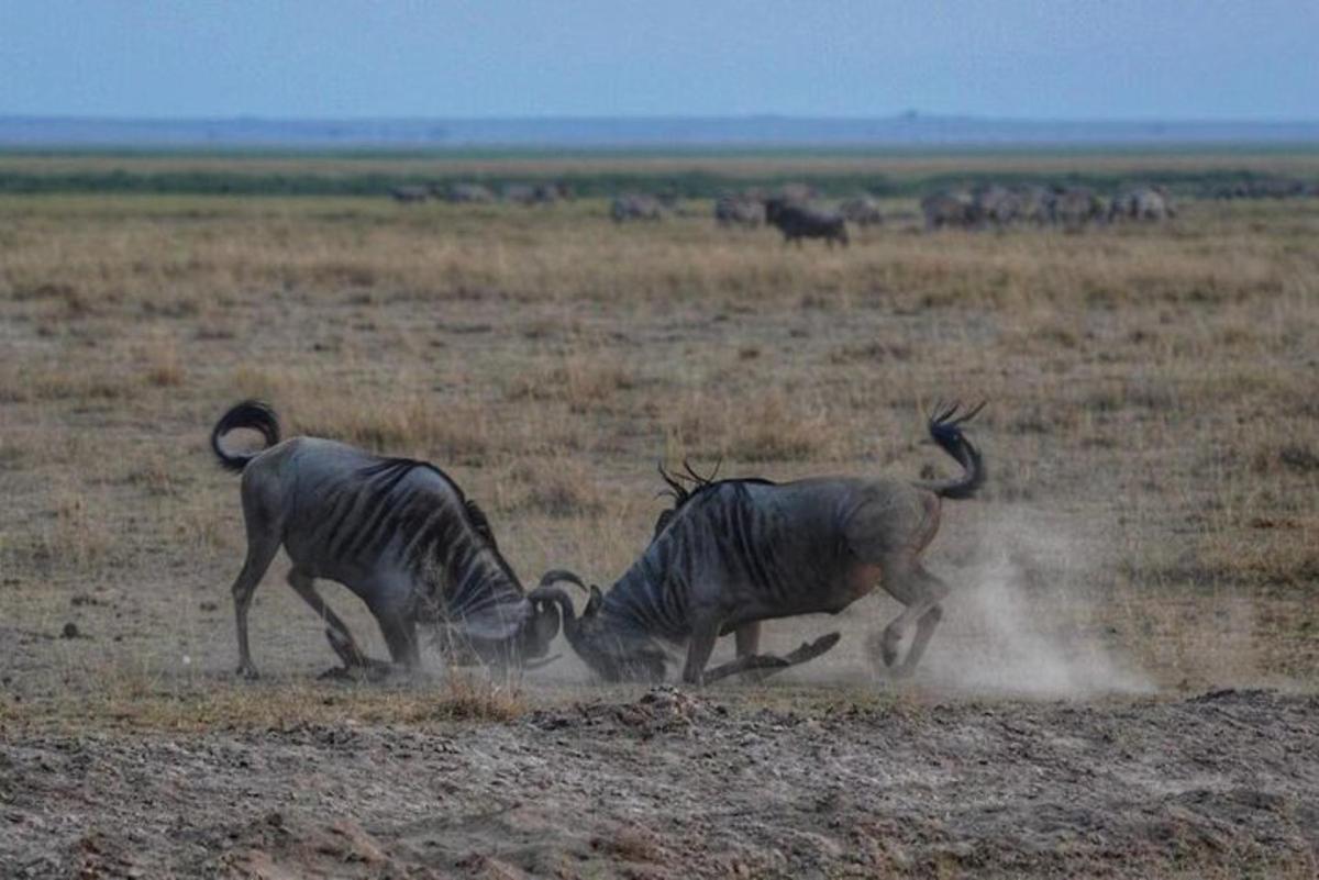 two zebras fighting in the middle of a field