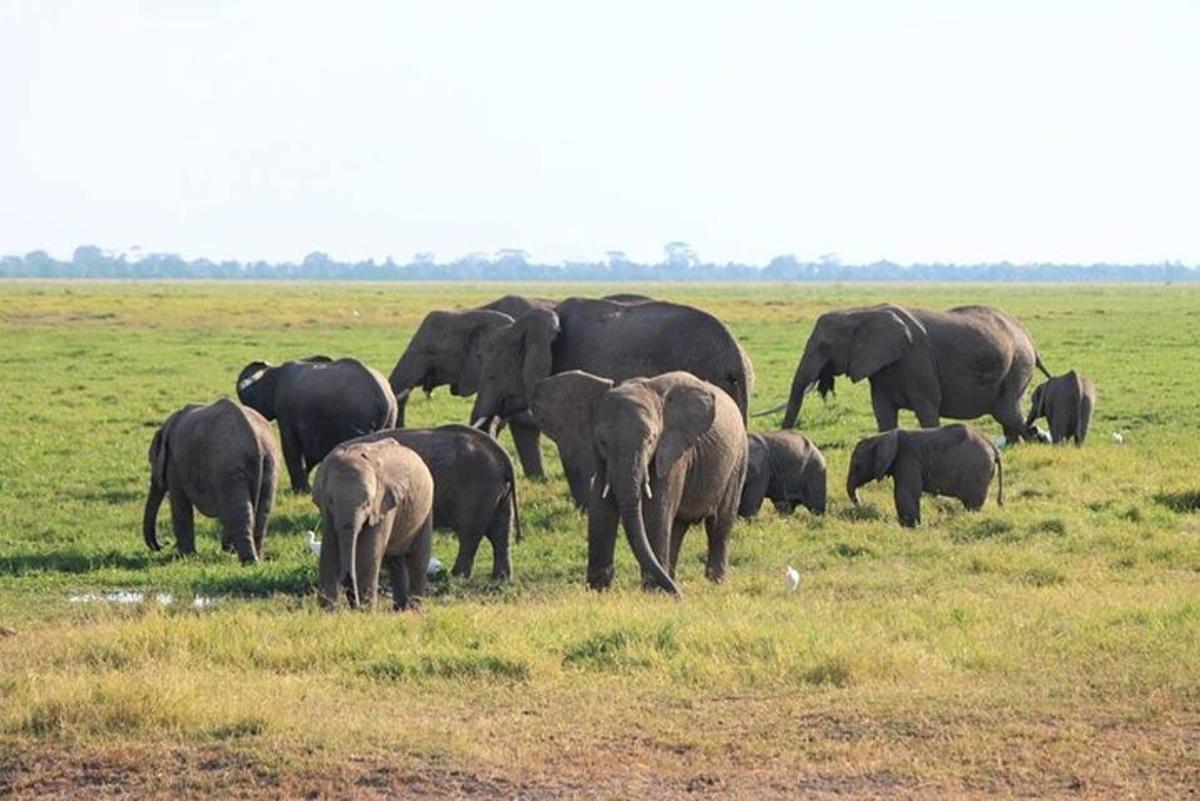 uma manada de elefantes em pé em um campo