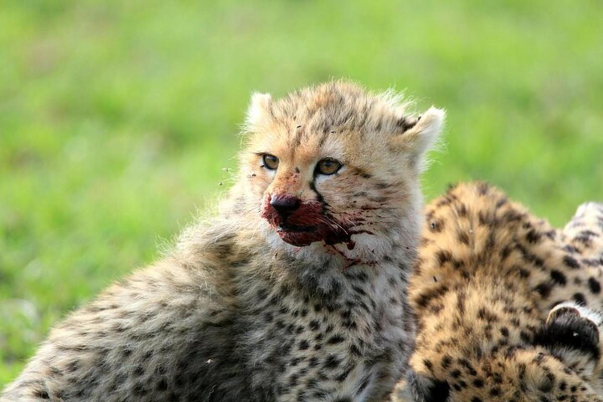 a close up of a cheetah with its mouth open