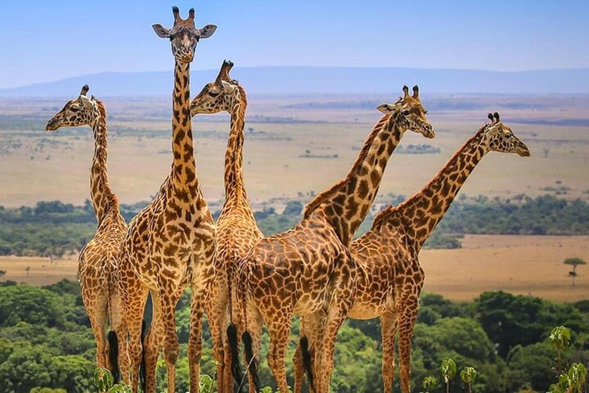a group of giraffes standing in a field