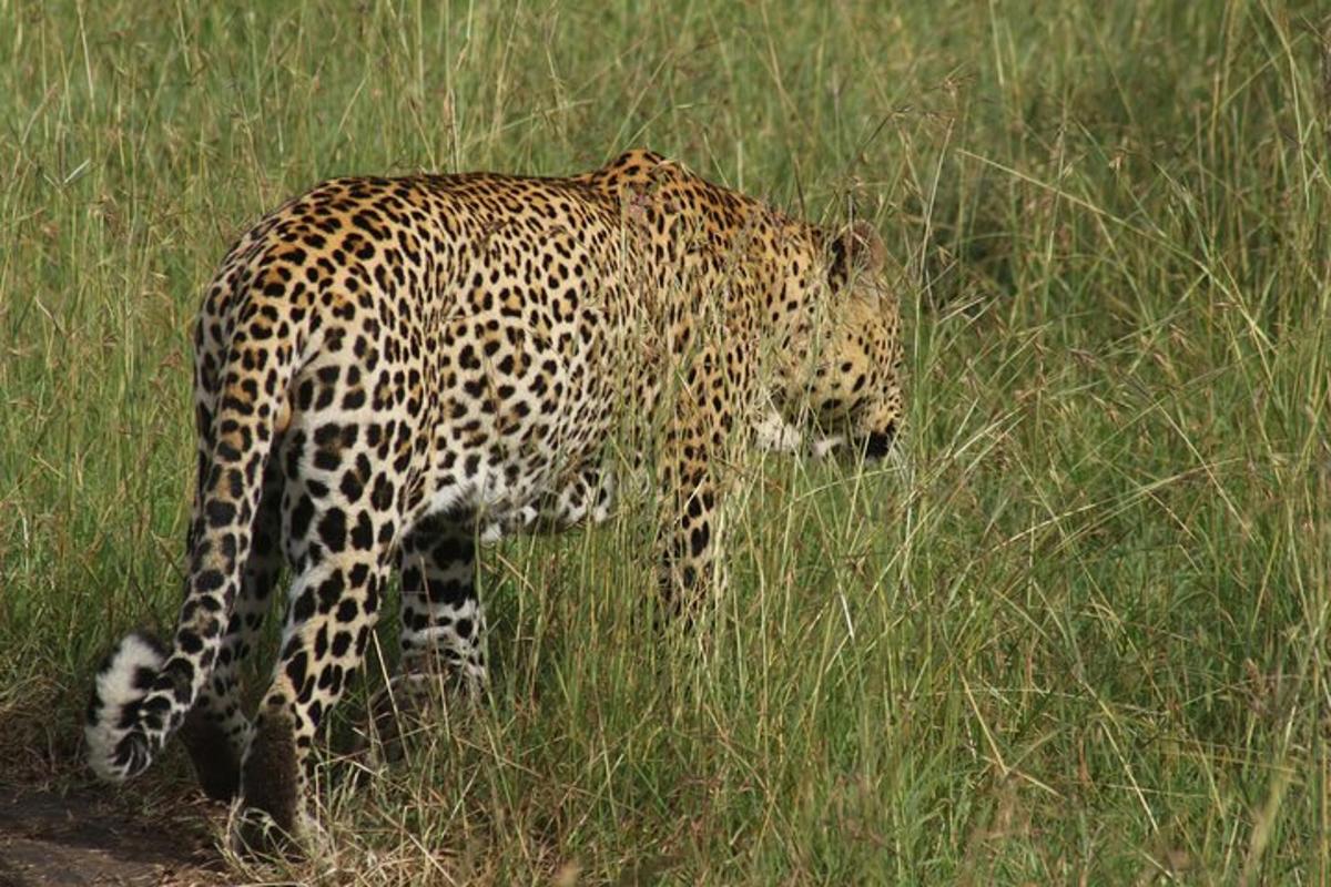 leopard, ki stoji na polju visoke trave