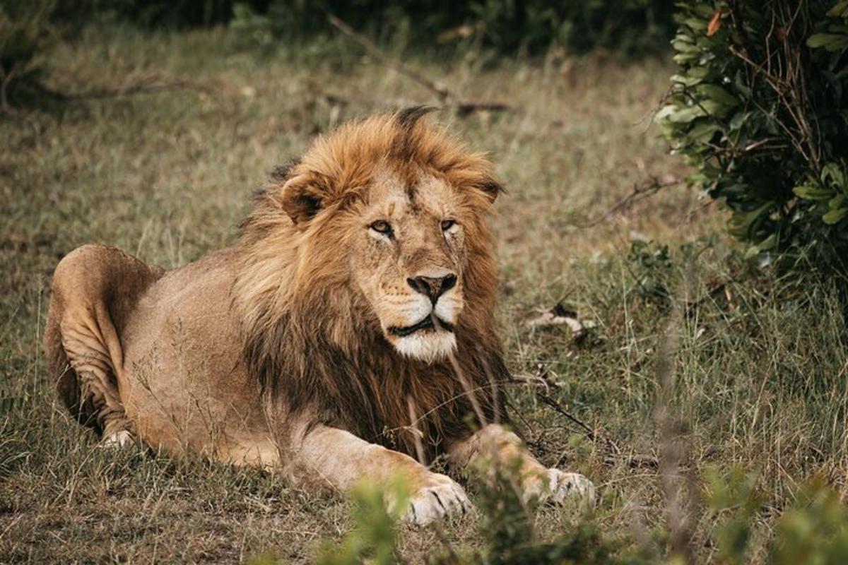 un leone sdraiato sull'erba in un campo