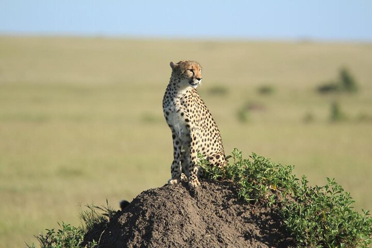 gepard, ki stoji na vrhu kupa zemlje