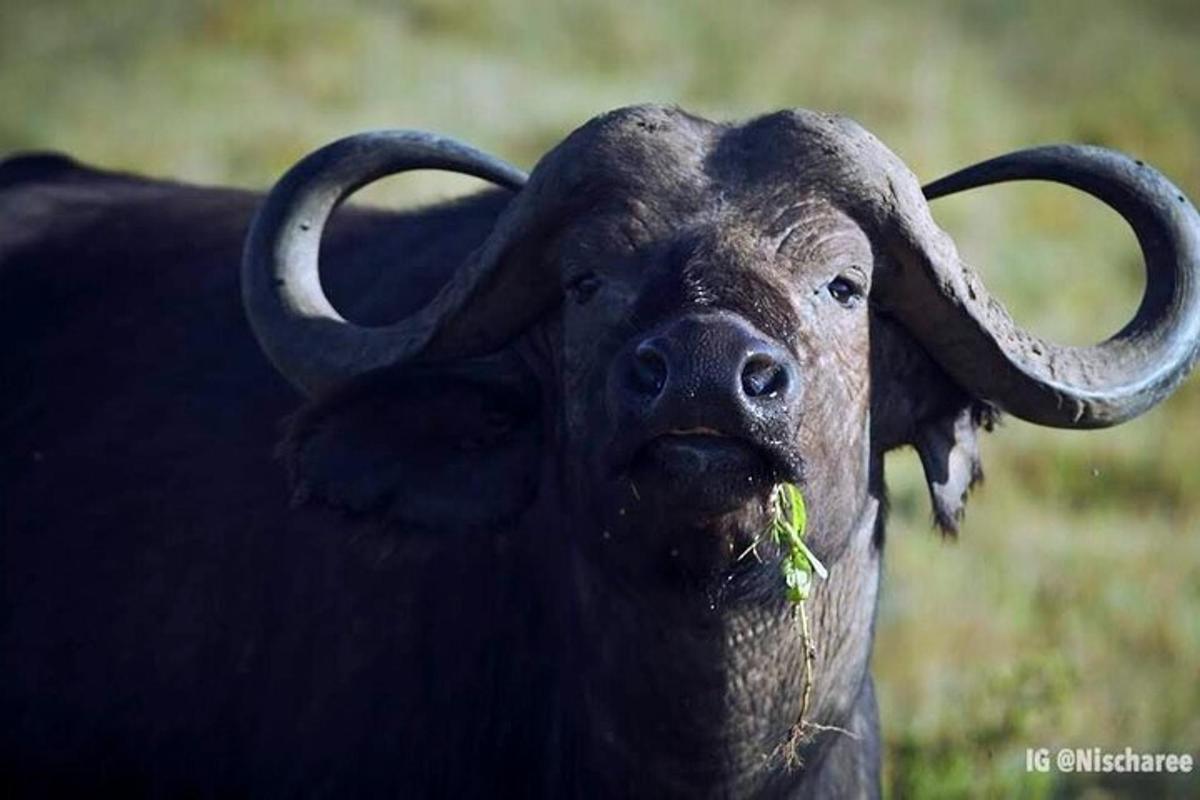 en närbild av en tjur med stora horn