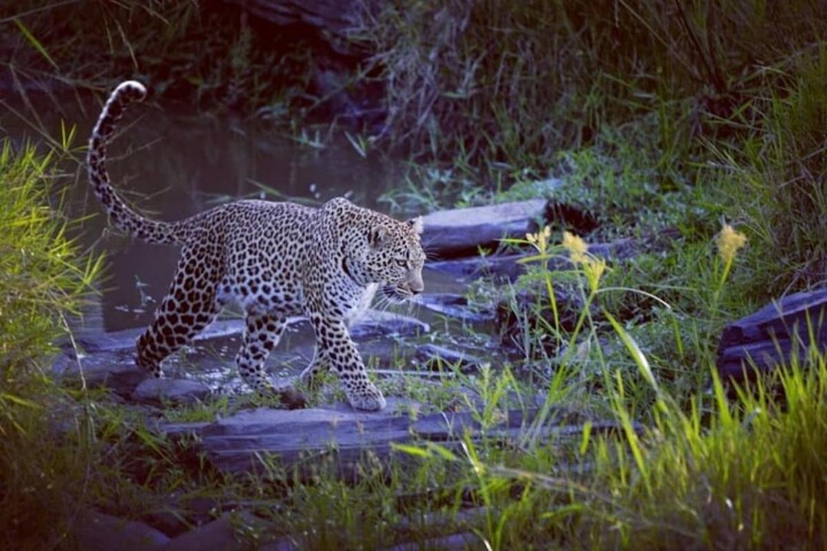 leopard kráčející po skalách v poli