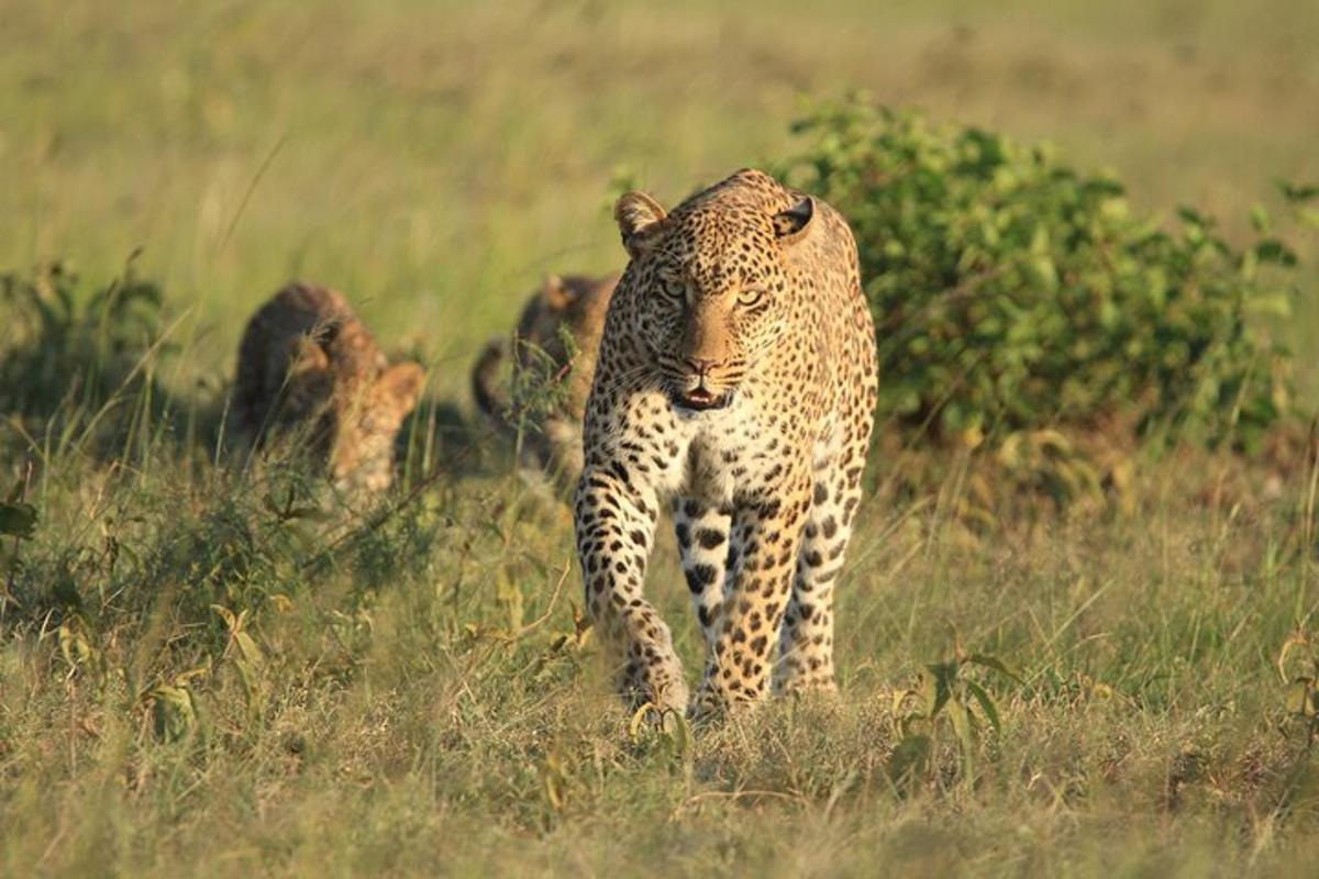 een cheeta die door een grasveld loopt